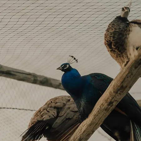 Quinta Do Pinheiro E Eventos By Grupo Quinta Dos Lagos Hotel